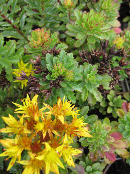 Sedum floriferum Weihenstephaner Gold - Gartenfettblatt Weihenstephaner Gold - Reichblühendes Fettblatt